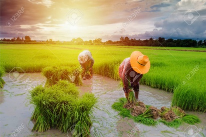 109274796-farmer-working-in-farm-with-sunset