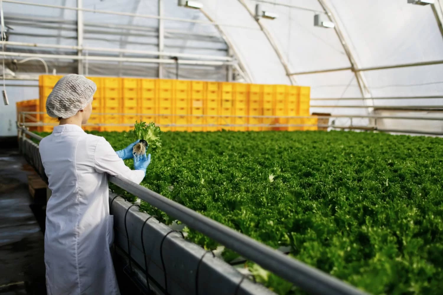 Agriculture Industry